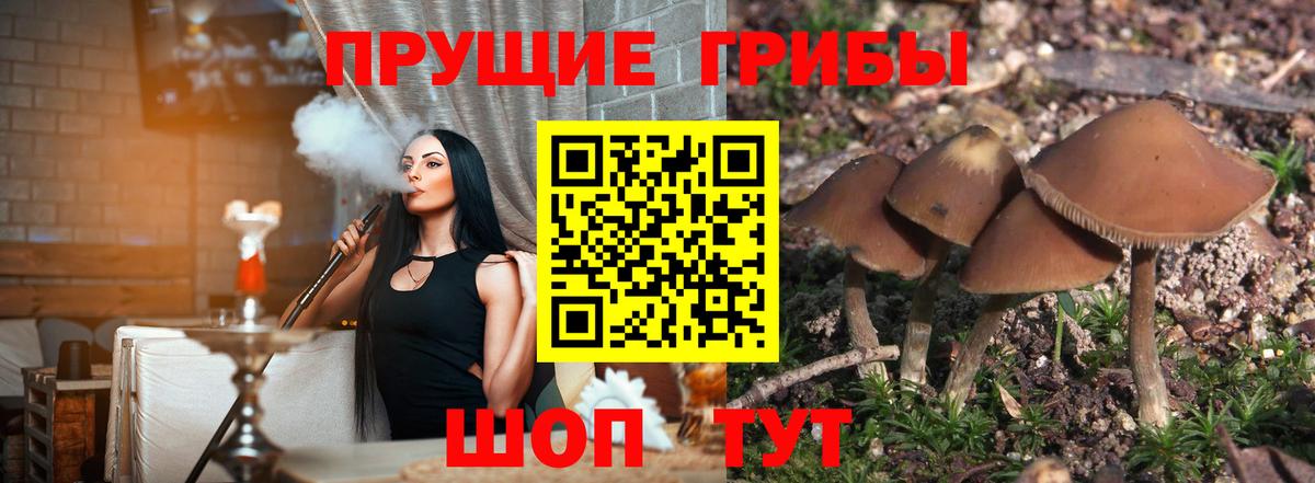 Псилоцибиновые грибы мицелий Вольск